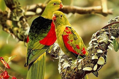 Birds_Wallpapers_In_Hd 5.jpg