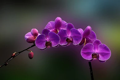 The Gallery For   > Orchids Wallpapers