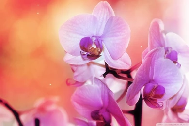 Orchid Flowers HD Desktop Wallpapers : High Definition : Fullscreen ...