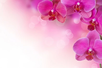 Orchid Wallpapers Free Download Wallpapers In 1920×1080 Resolution ...