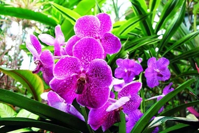 Blooming Flowers Images With High Resolution   Image Wallpapers