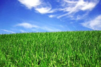 Bliss Type Wallpapers No. 339 By FlishFun On DeviantArt