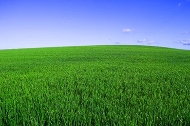 The New Bliss Wallpapers   1440x900 IWallHD   Wallpapers HD