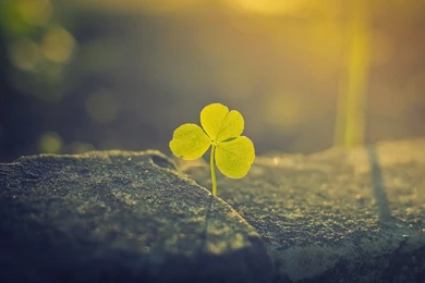 Plant Sunlight Wallpapers