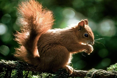 Wallpapers Of Animals   Wallpapers HD Base