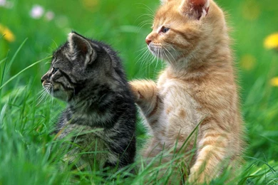 Animal Archives   Best HD Desktop Wallpapers 1080p HD Wallpapers