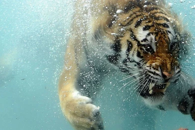 Tiger Underwater HD Wallpapers