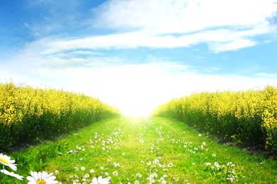 Landscapes Nature Flowers Fields Paths Daisy Sunlight Wallpapers ...