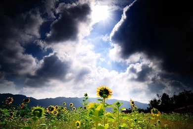 Sunflower Flower Clouds Sunlight Wallpapers