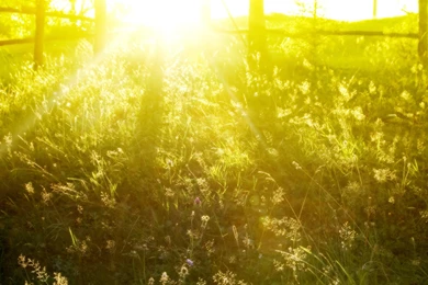 Sunlight Rays   Wallpaper.