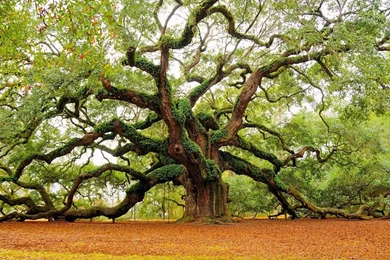 Old Oak Tree