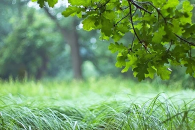 Oak Leaves Wallpapers   Photography Wallpapers