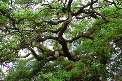 Live Oak Wallpapers By Nonweasel On DeviantArt