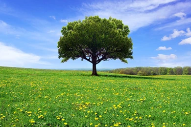 Oak On Dandelion Field Wallpapers   Nature Wallpapers