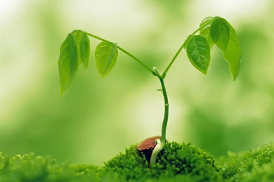 Starting A Might Oak   (