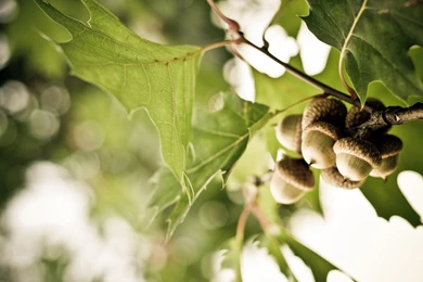 Oak, Acorns, Tree, Leafs, Photo, Green, Nature, Close up, Hd Wallpapers