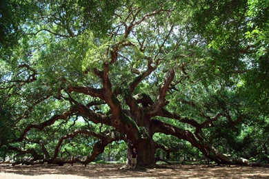 1 Angel Oak Tree HD Wallpapers