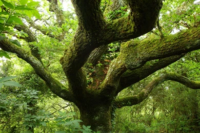 Old Oak Tree Wallpapers