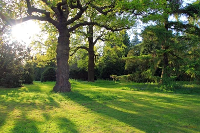 Oak Tree Computer Wallpapers, Desktop Backgrounds