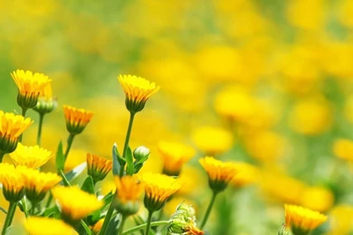 Yellow flowers in field wallpapers free download 1280x768.jpg