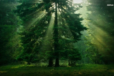 Sunlit Oak Wallpapers