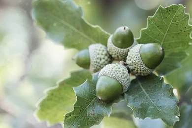 Oak Branches Leaves Acorns Nature Wallpapers