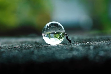 AMAZING ANT PUSHING WATER WALLPAPER   (
