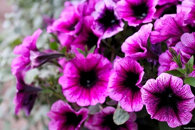 Flower Desktop Flowers Nature Wallpapers Flowers Computer ...