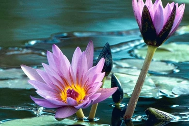 Desktop Flower Wallpapers   Beautiful Flower Wallpapers