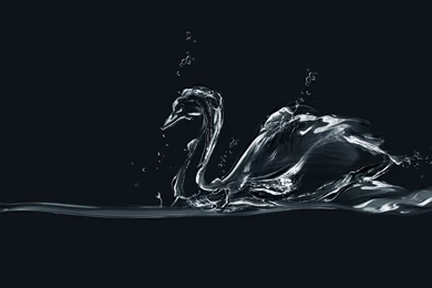 Water swan Computer Wallpapers, Desktop Backgrounds