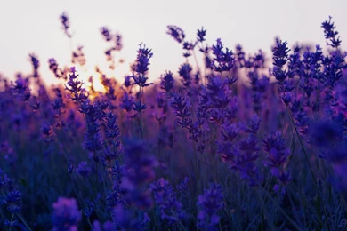 Lavender Flower Images And Wallpapers Download