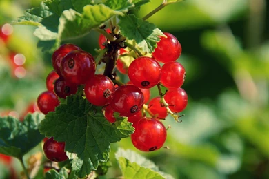 Berries Wallpapers 242777