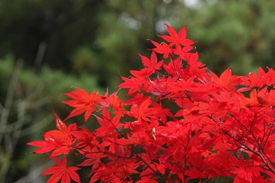 Nature Wallpapers Free Download For Laptop HD Wallpapers