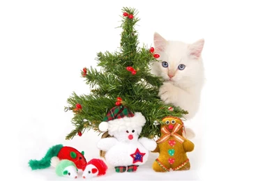 Teddy Bear Toys Cat Fun Happy Wallpapers