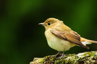 Cute Bird Wallpapers 18625   Birds Photo   Animal