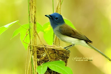 Cute Bird Wallpapers 18913   Birds Photo   Animal