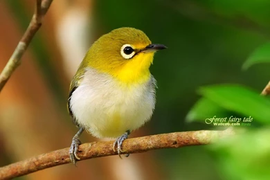 Cute Bird Wallpapers 19393   Birds Photo   Animal