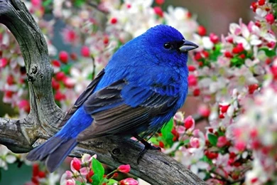 Top 20 Cute Birds HD Wallpapers For PC & Laptop
