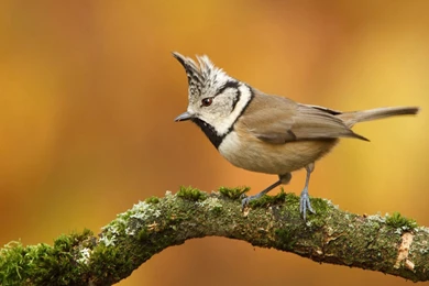 YouWall   Cute Little Bird Wallpapers   Wallpaper,wallpapers,free ...