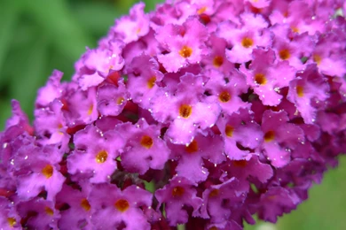 Description Purple Flowers 1296.jpg   Wallpapers IN Desktop