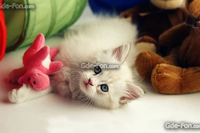 383554_kotenok_koshka_igrushki_plyushevye_golubye_1680x1050_www.Gde Fon.com.jpg