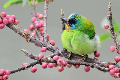 Cute Bird   (