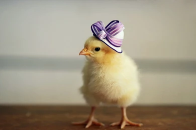 Free Download Birds Wallpaper Images And Pics