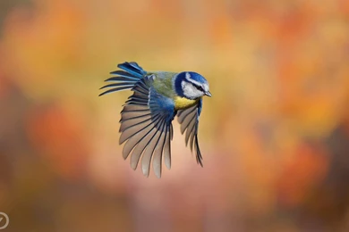 Birds High Definition Desktop Wallpapers Free Download