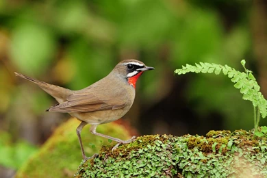 Cute Bird Wallpapers 18528   Birds Photo   Animal