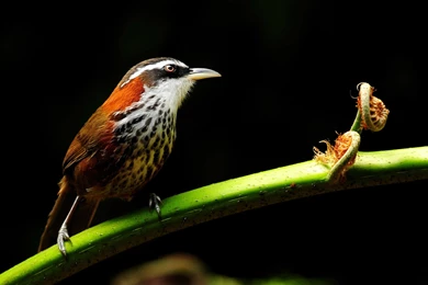 Cute Bird Wallpapers 18381   Birds Photo   Animal