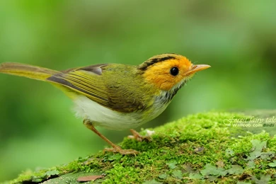 Cute Bird Wallpapers 19009   Birds Photo   Animal