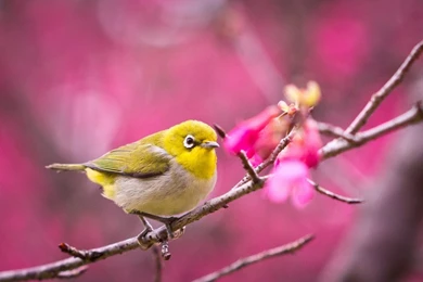 Beautiful Birds Wallpapers Pictures