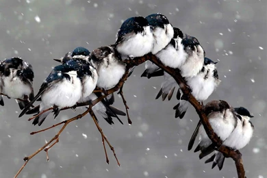 Cute Birds In Snow Fall & Rain