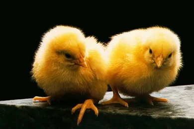 Humming bird Wallpapers